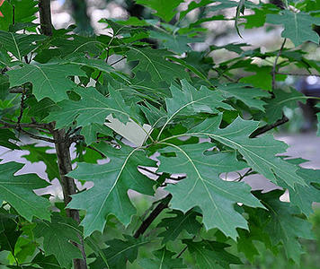 Quercus1_3.jpg
