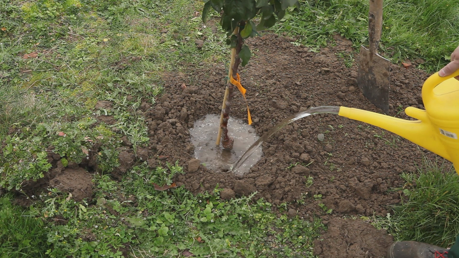 Как правильно сажать грушевые деревья - 1