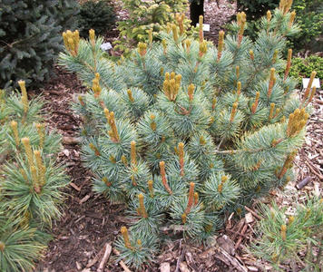 Pinus pumila Glauca-1091976399.jpg